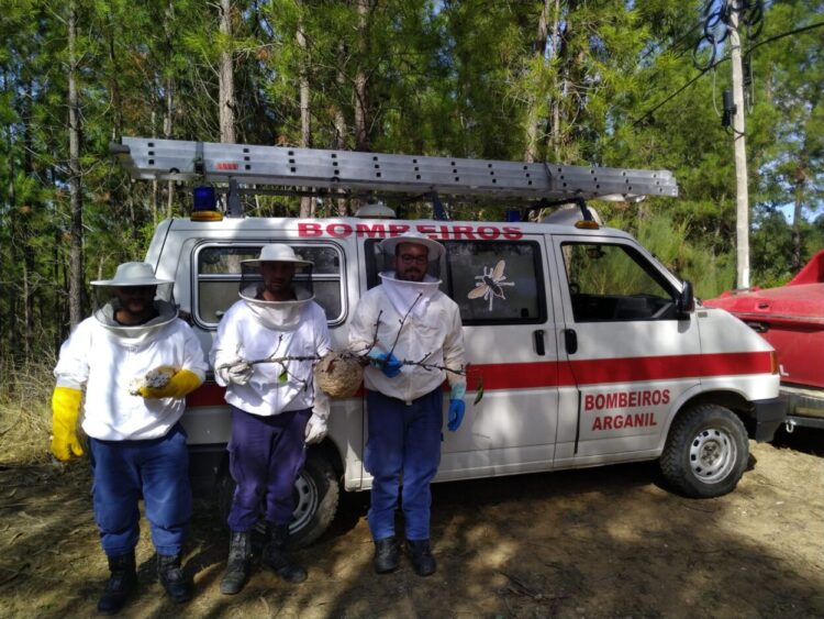 Arganil: Destruídos 155 ninhos de vespa asiática este ano no concelho