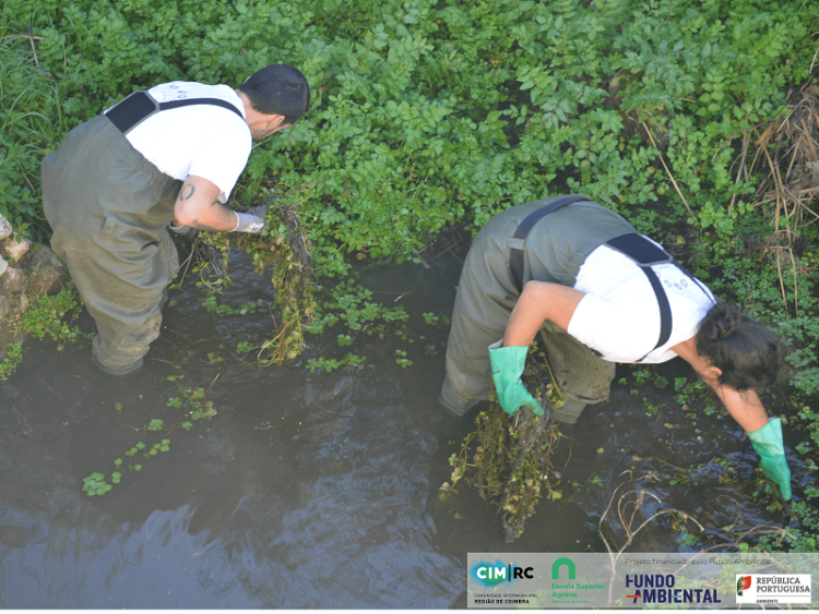 CIM Região de Coimbra protege espécies de plantas ameaçadas
