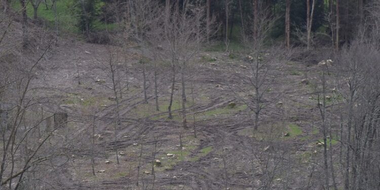 CDS-PP de Oliveira do Hospital denuncia “situação ambiental criminosa” em S. Gião