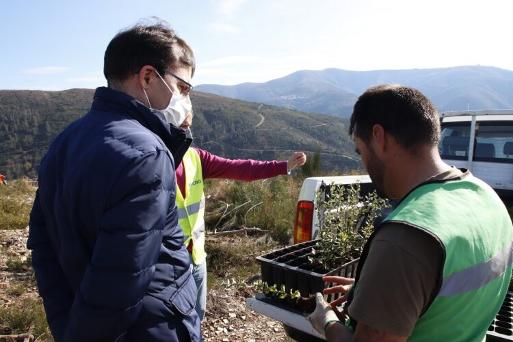 Arrancaram as ações de rearborização do projeto Floresta da Serra do Açor