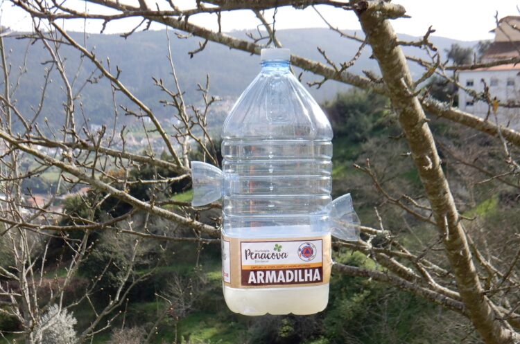 Penacova combate a vespa asiática com 400 armadilhas