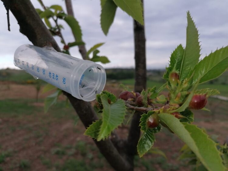 Município de Oliveira do Hospital investe no combate à Vespa das Galhas do Castanheiro