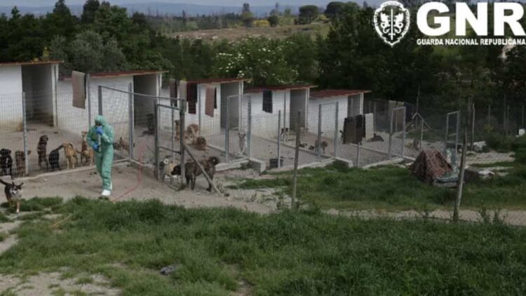 GNR encontra 92 cães em canil sem espaço e sem higiene em Gouveia