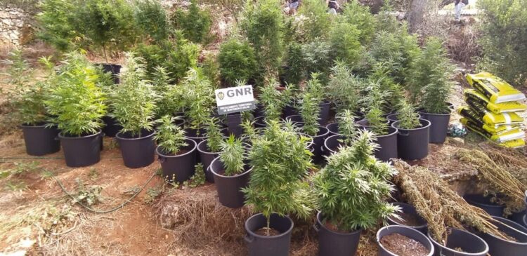 Homem detido por cultivo de canábis em Soure