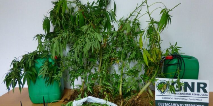 Figueira de Castelo Rodrigo: Homem detido por cultivo de canábis