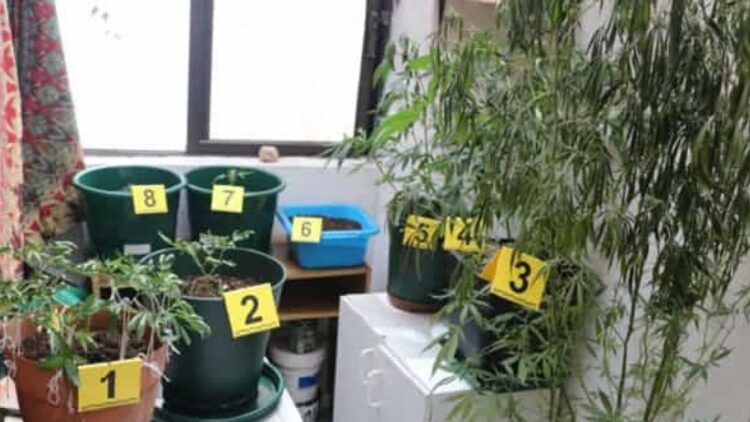 Coimbra: Incêndio em habitação revela plantação de canábis