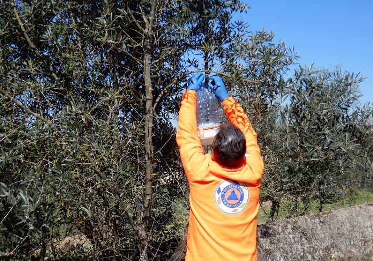 Câmara de Penacova destruiu mais de 360 ninhos de vespa asiática