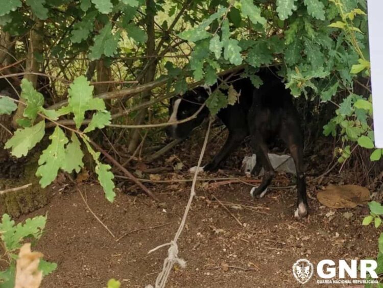 Viseu: GNR resgata 28 cães por maus tratos