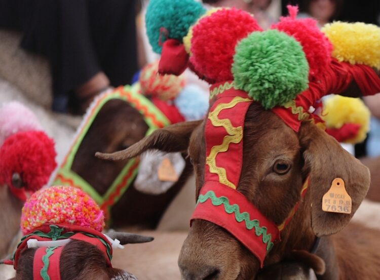 Seia celebra a Festa da Transumância e dos Pastores