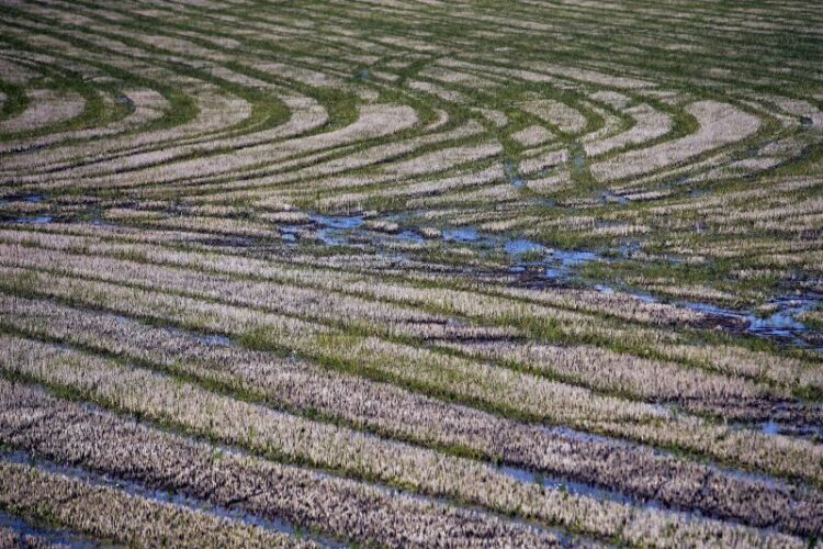 Agricultores do Vale do Mondego reclamam medidas para mitigar situação de seca