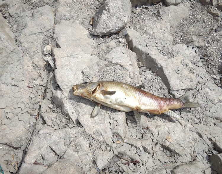 Associações ambientalistas reclamam por “diligências urgentes” para “acudir os peixes no Rio Mondego”