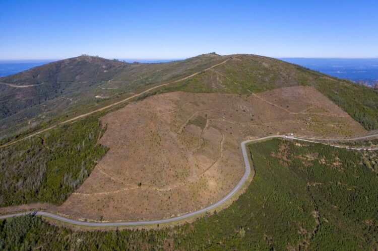 Primeiras árvores do projeto Floresta da Serra do Açor completam dois anos