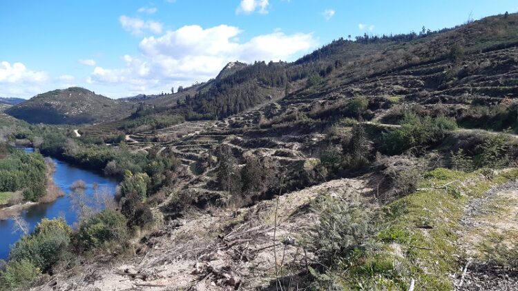 “Atropelos no Vale Mondego Oliveira Hospital”