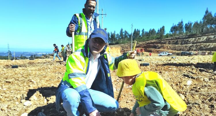 Tábua promoveu ação de reflorestação para recuperar área ardida
