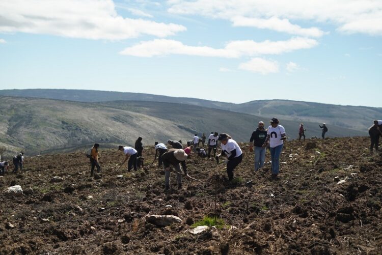 Gouveia: Alunos, professores e funcionários do Politécnico de Coimbra plantam 1.500 árvores em Folgosinho