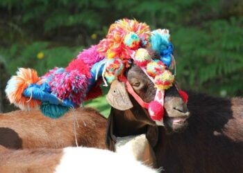 Gouveia recebe quatro atividades da rede cultural “Terras da Transumância”