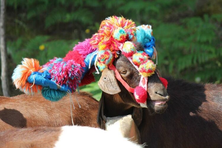 Gouveia recebe quatro atividades da rede cultural “Terras da Transumância”