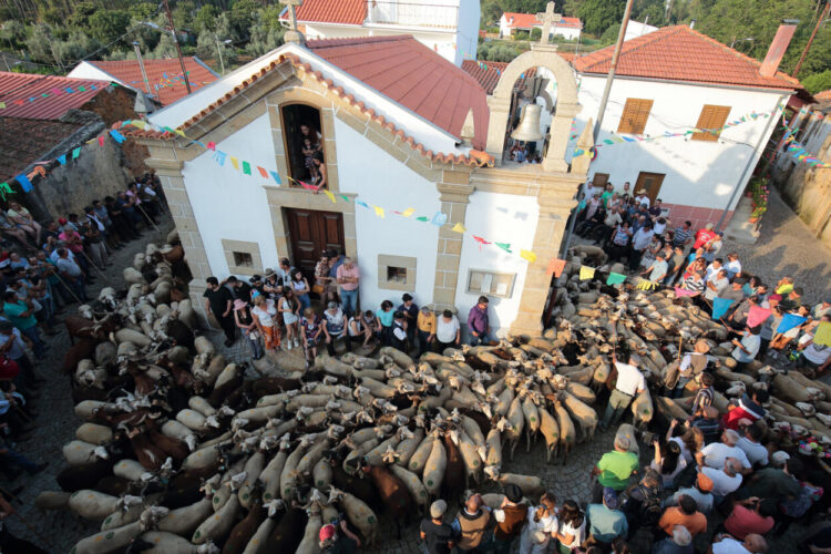 Pastores e rebanhos de Seia sobem à serra da Estrela