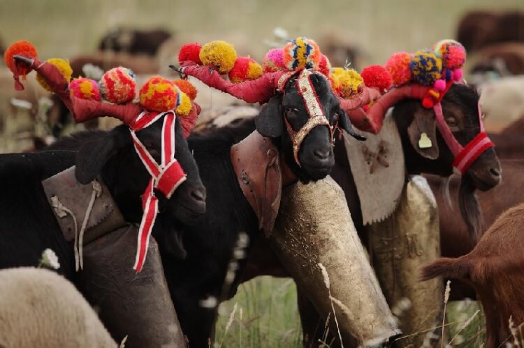 Seia promove Festa da Transumância e dos Pastores