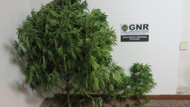 Gouveia: Homem detido por cultivo de canábis