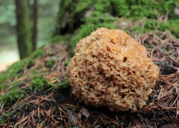 CISE organiza curso prático de identificação de cogumelos
