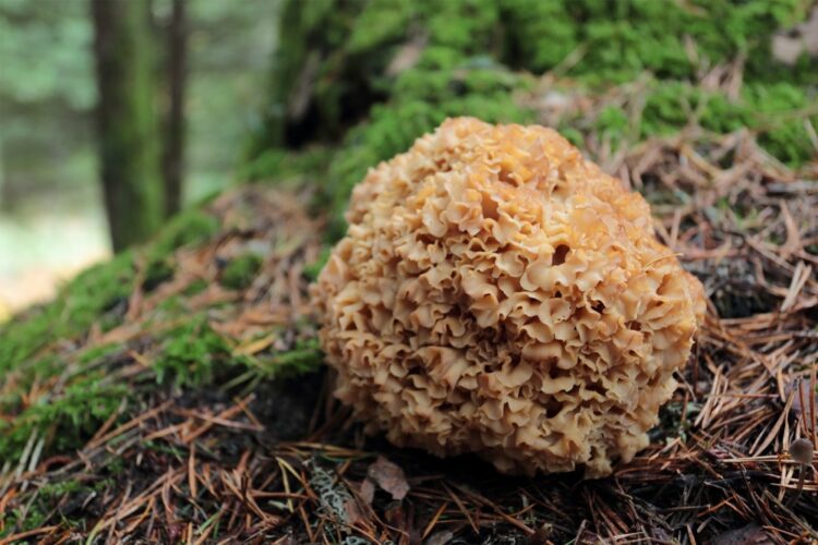 CISE organiza curso prático de identificação de cogumelos