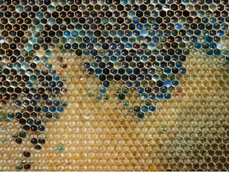 mel da serra da lousã