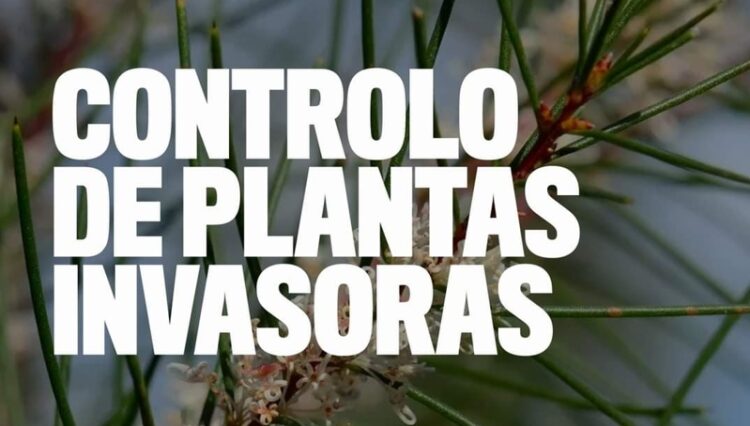 Movimento Estrela Viva promove  ação de controlo de plantas exóticas invasoras na Portela de Arão