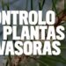 Movimento Estrela Viva promove  ação de controlo de plantas exóticas invasoras na Portela de Arão