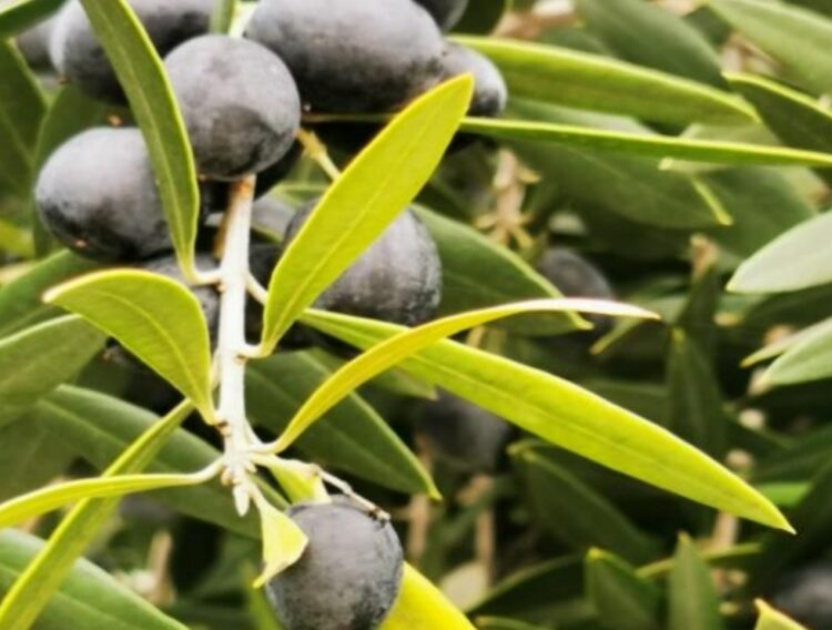 BLC3 organiza simpósio Internacional na fileira do Azeite