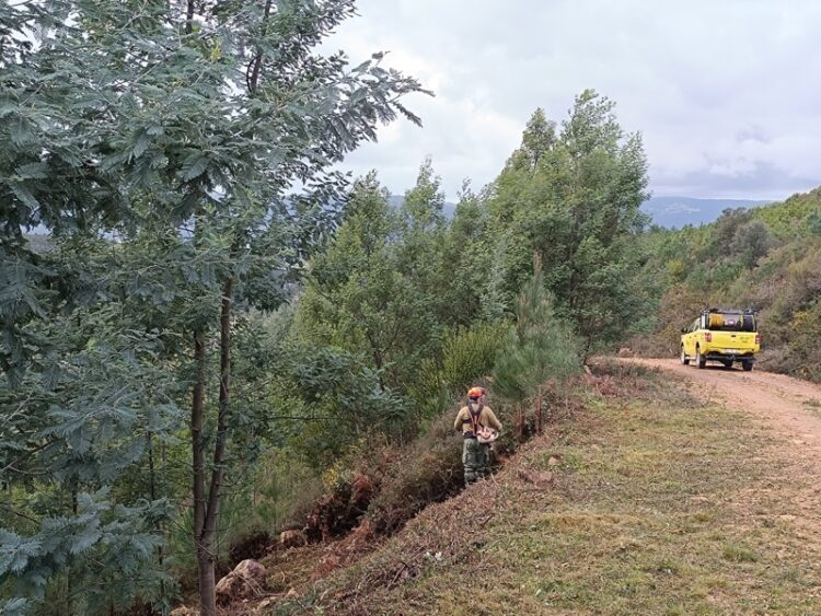 CIM Região de Coimbra inicia intervenções no território contra incêndios rurais