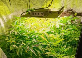 GNR desmantelou plantação de canábis e deteve um homem de 31 anos