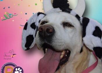 Amanhã vai haver uma “Cãominhada Solidária” em Oliveira do Hospital