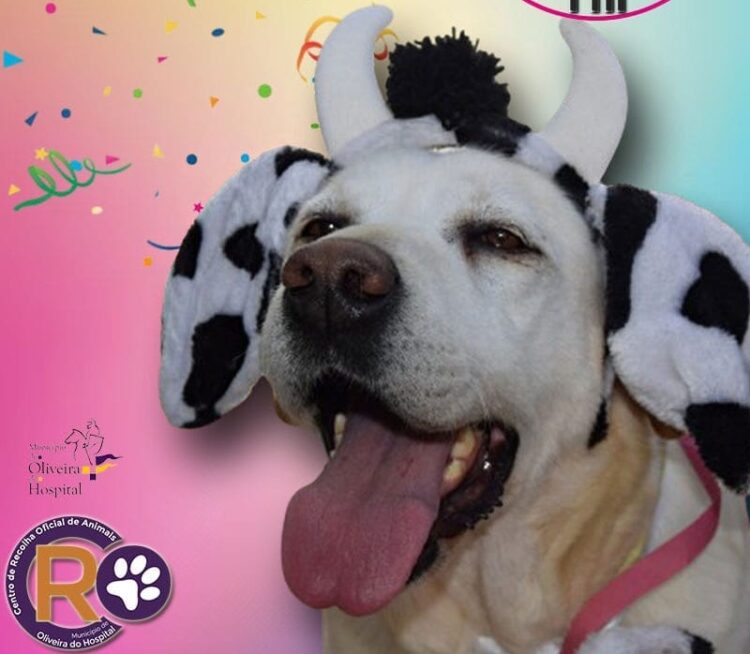 Amanhã vai haver uma “Cãominhada Solidária” em Oliveira do Hospital