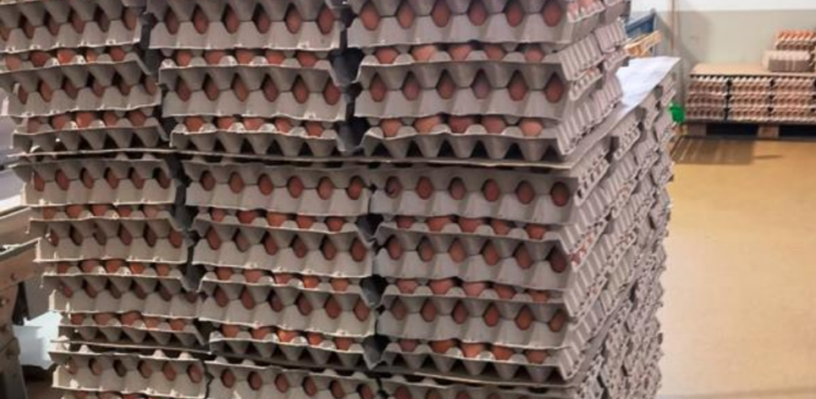 ASAE apreende 112.590 ovos na zona centro