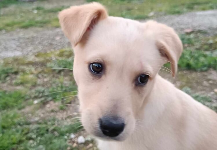 Município promove primeiro Caniltrail