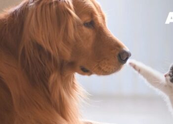 Intermarché doa 4 toneladas de produtos para apoiar animais abandonados