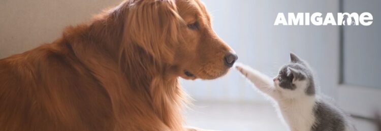 Intermarché doa 4 toneladas de produtos para apoiar animais abandonados