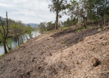 Município de Tábua aposta na preservação da floresta