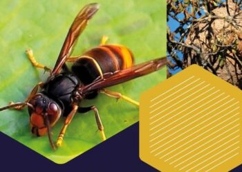 Ação de Sensibilização “Vespa Velutina, Vespa Asiática” em Nelas