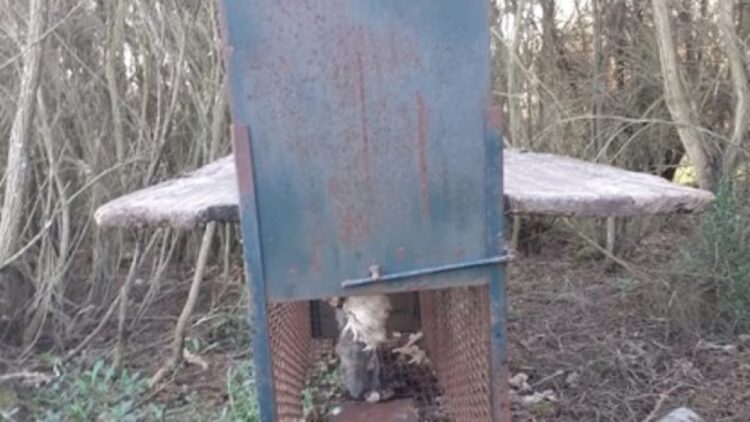 GNR deteve homem a caçar com “meios proibidos”