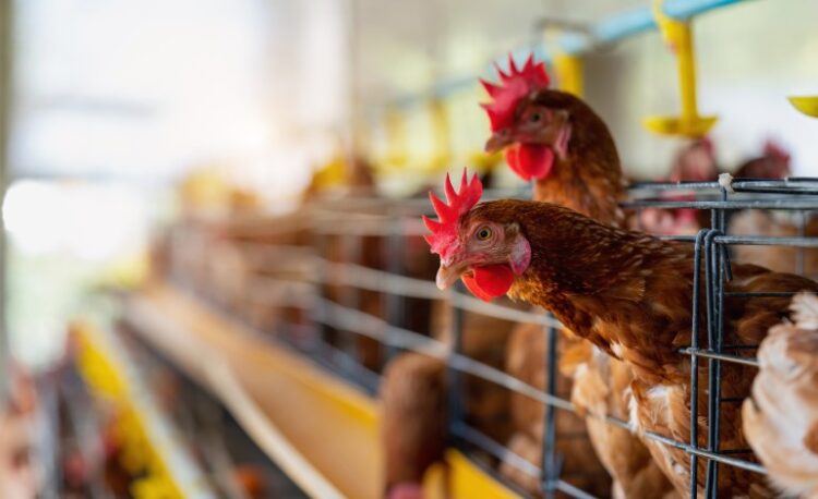 Incêndio em aviário causou a morte a 8 mil galinhas