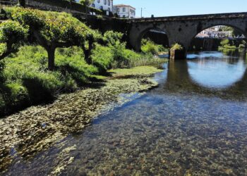 Arganil avança com combate a plantas invasoras nas margens do Rio Alva