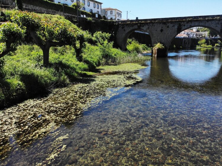 Arganil avança com combate a plantas invasoras nas margens do Rio Alva