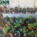 GNR apreende 78 plantas de canábis em Tábua
