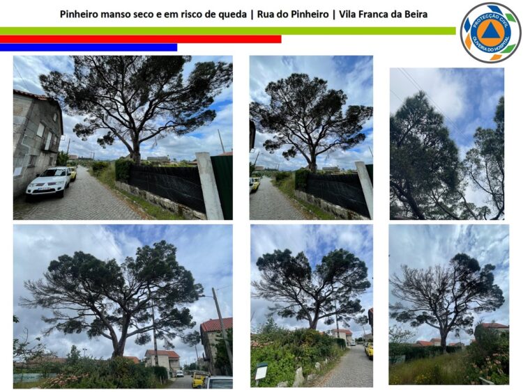 Direito de Resposta: Abate de pinheiro manso em Vila Franca da Beira