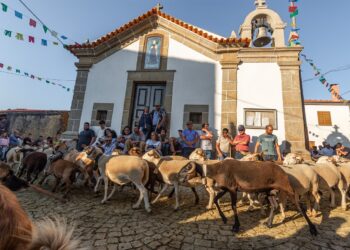 Pastores e rebanhos de Seia sobem à Serra da Estrela