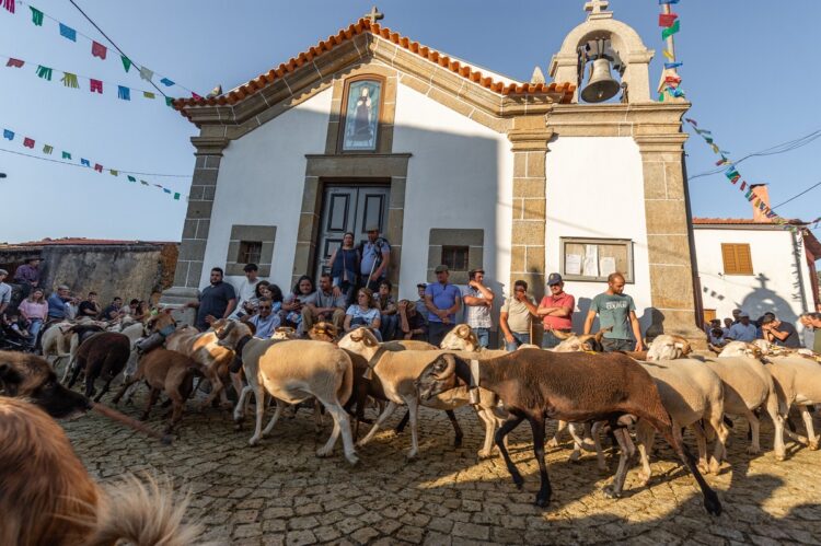 Pastores e rebanhos de Seia sobem à Serra da Estrela