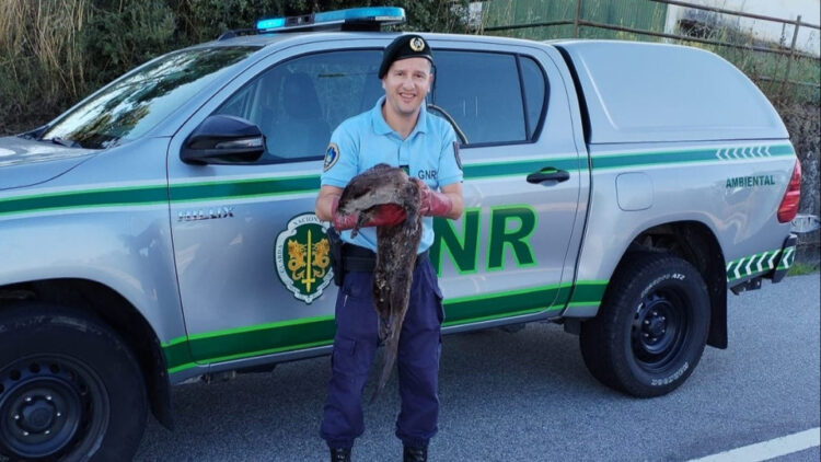 GNR resgata lontra que estava “debilitada” e recolhe duas crias de Mocho de Orelhas no Sabugal