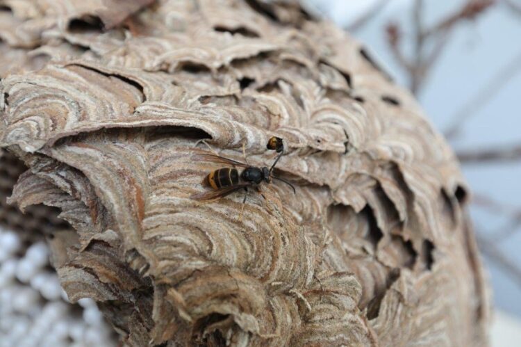 CIM de Coimbra cria Estratégia Intermunicipal de Prevenção, Controlo e Combate à Vespa velutina